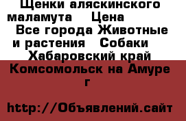 Щенки аляскинского маламута  › Цена ­ 15 000 - Все города Животные и растения » Собаки   . Хабаровский край,Комсомольск-на-Амуре г.